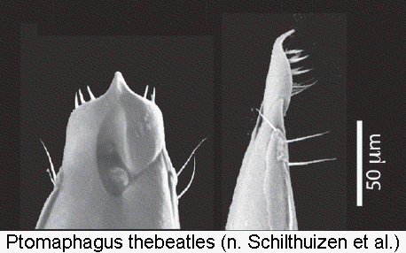 ptomaphagus_thebeatles.gif