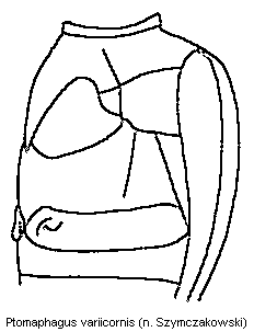 ptomaphagus_variicornis_br.gif