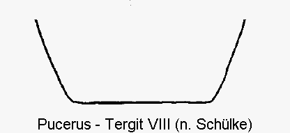 pucerus__ter.gif
