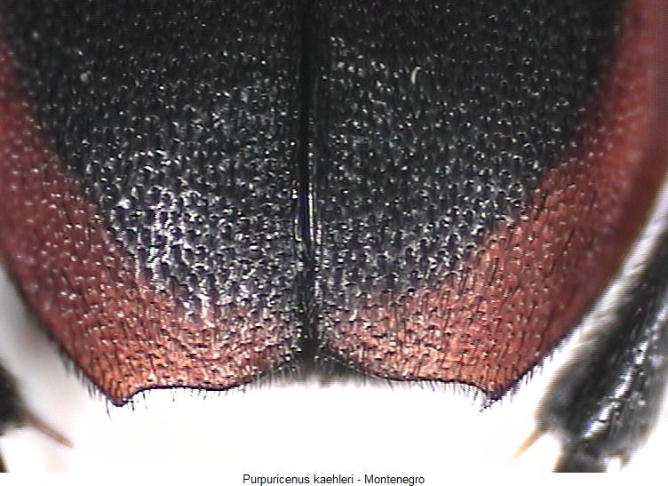 purpuricenus_kaehleri_fld.jpg