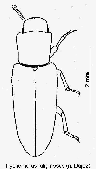 pycnomerus_fuliginosus_hab.gif