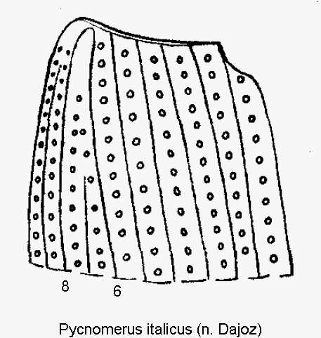 pycnomerus_italicus_hum.gif