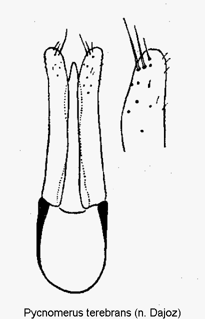 pycnomerus_terebrans.gif