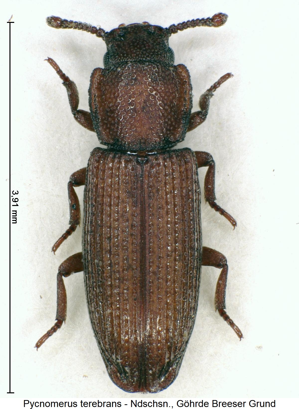 pycnomerus_terebrans_hab.jpg