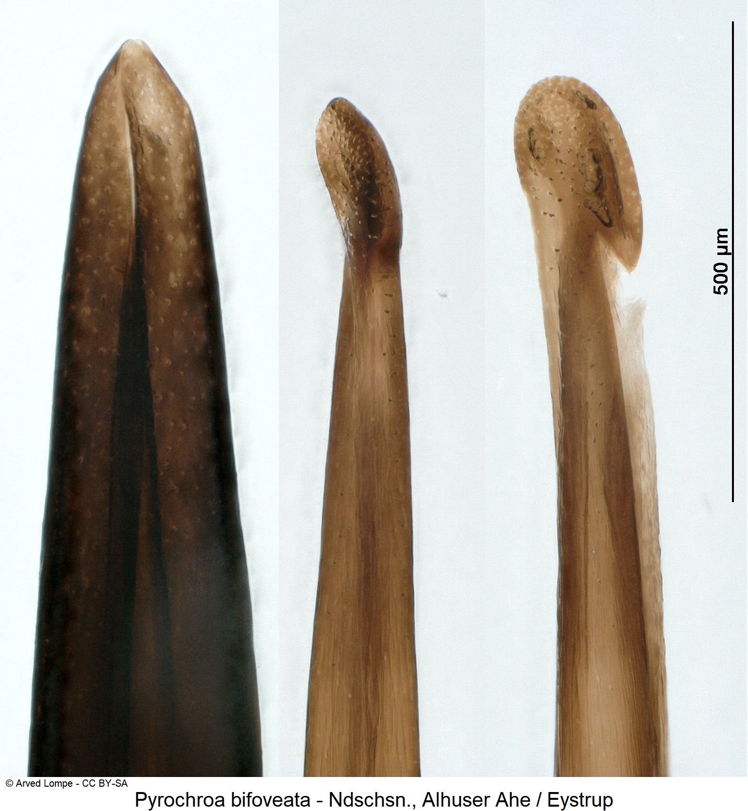 pyrochroa_bifoveata_ck9691_detail.jpg