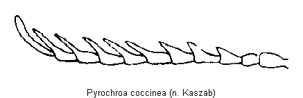 pyrochroa_coccinea_f.gif