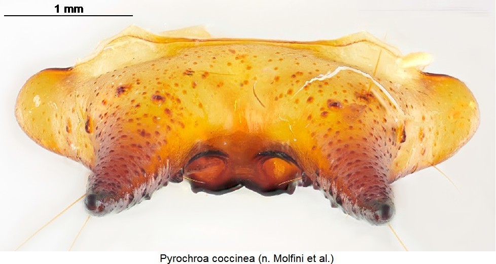 pyrochroa_coccinea_urogomphen.jpg