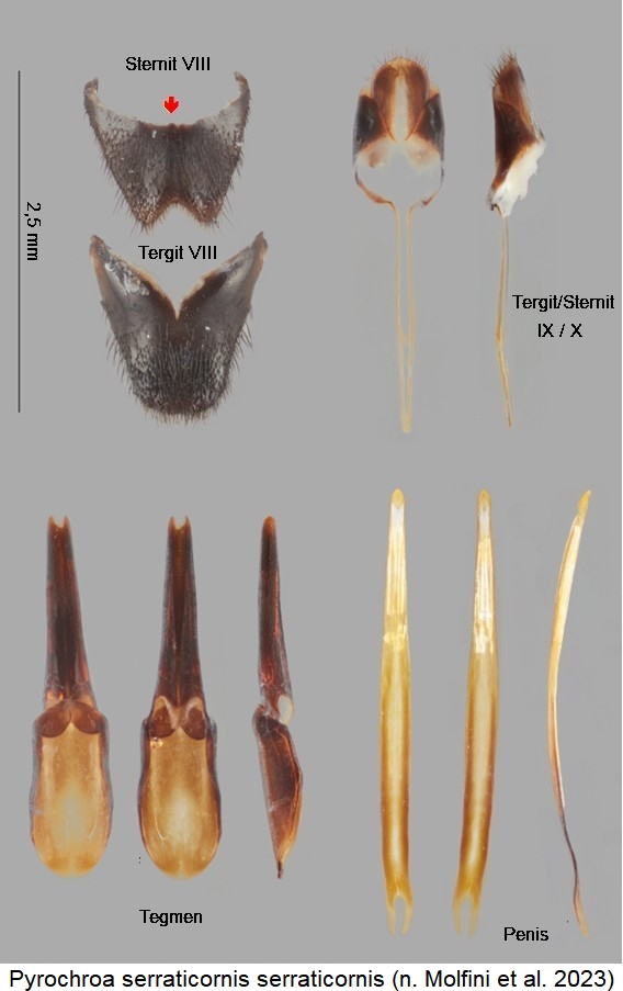 pyrochroa_serraticornis.jpg