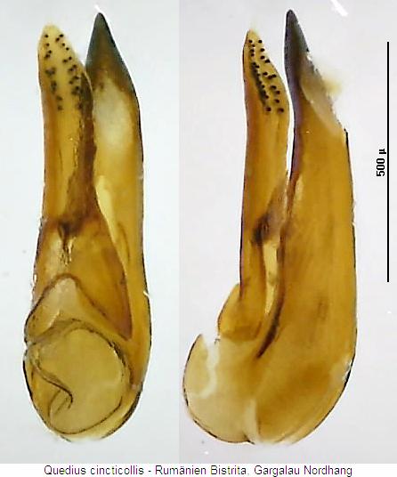 quedius_cincticollis.jpg