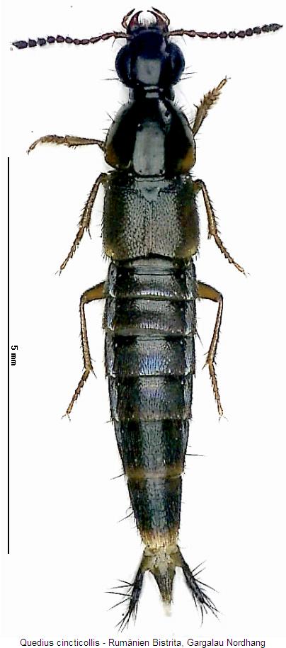 quedius_cincticollis_hab.jpg
