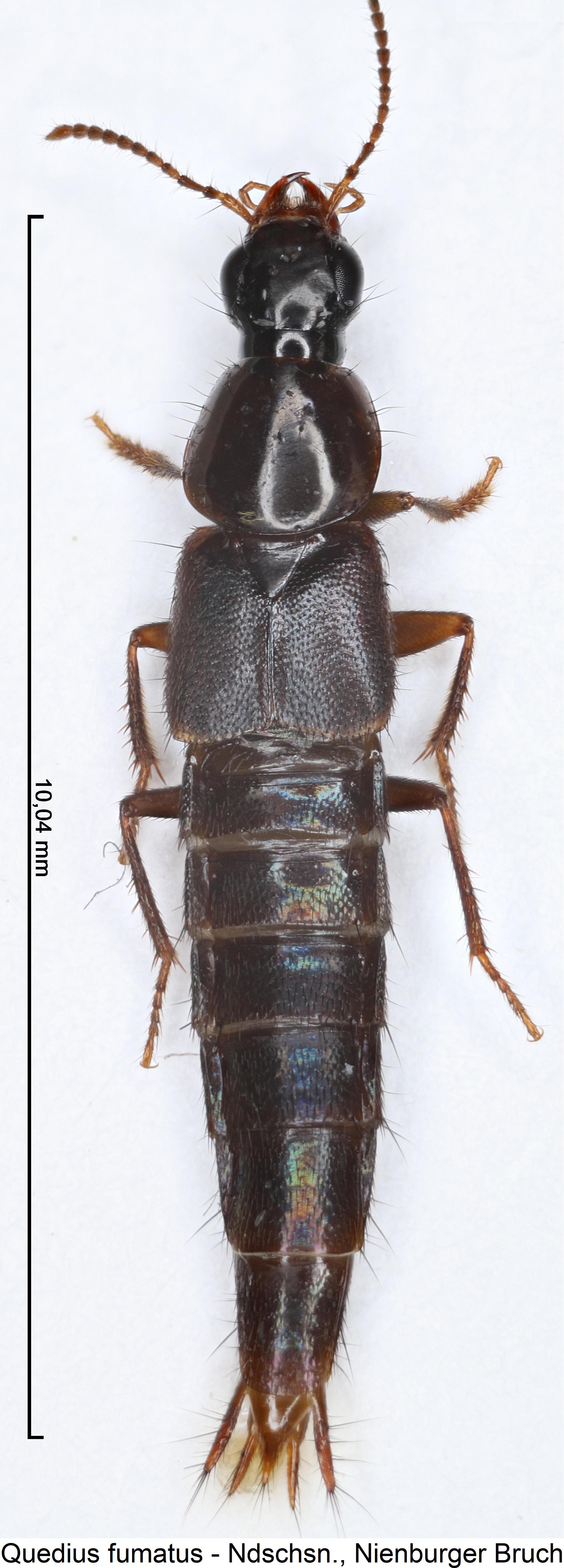 quedius_fumatus_hab.jpg