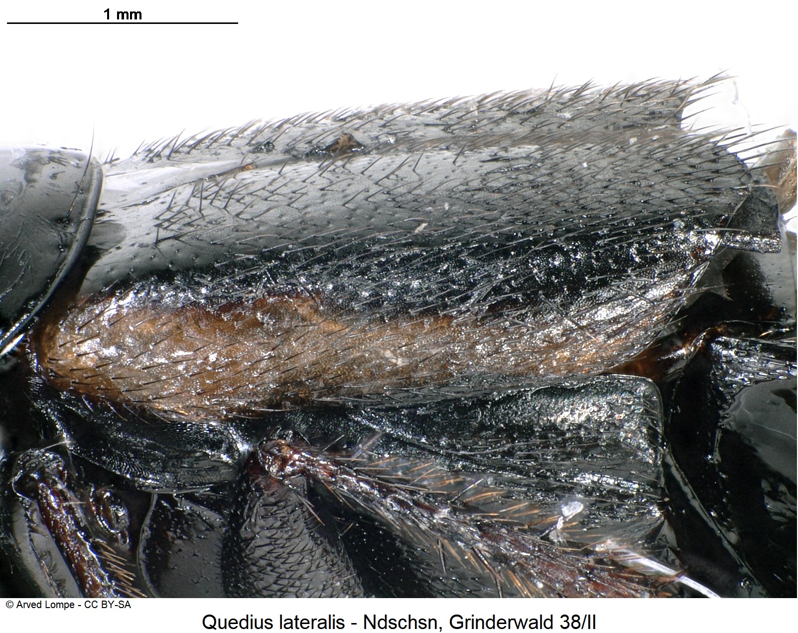 quedius_lateralis_ck37178689_fld_sa.jpg