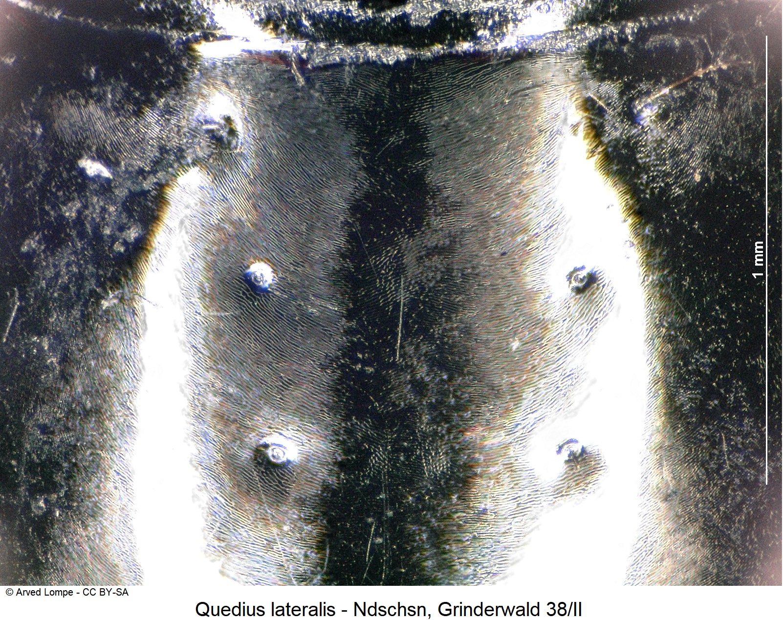 quedius_lateralis_ck37178689_hsch_ms.jpg