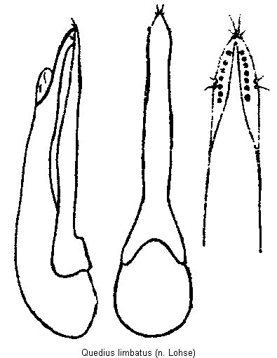 quedius_limbatus.gif