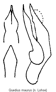 quedius_maurus.gif