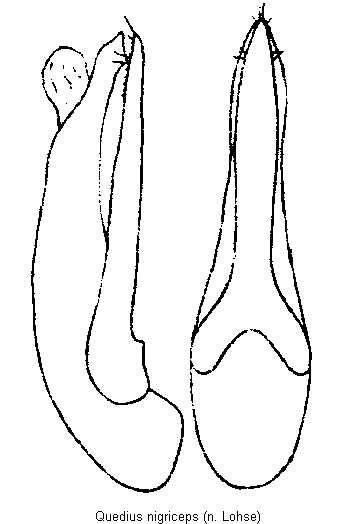 quedius_nigriceps.gif
