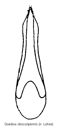 quedius_obscuripennis.gif