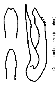 quedius_ochripennis.gif