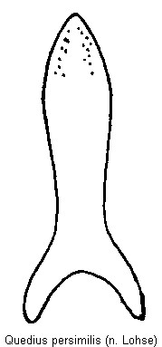 quedius_persimilis_param.gif