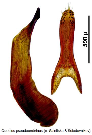 quedius_pseudoumbrinus.jpg