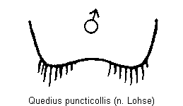 quedius_puncticollis_sternit.gif