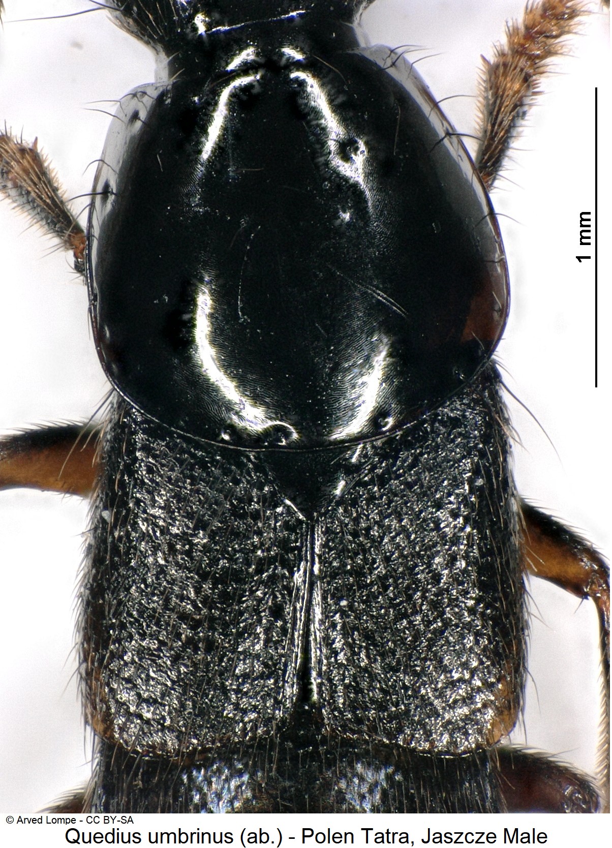 quedius_umbrinus_ab_ck33316379_rumpf.jpg