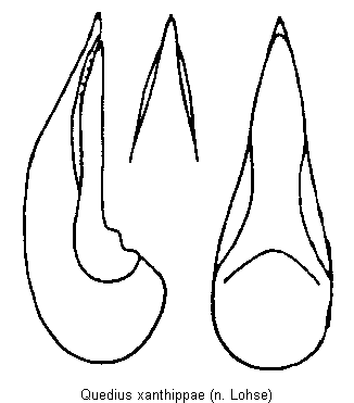 quedius_xanthippae.gif
