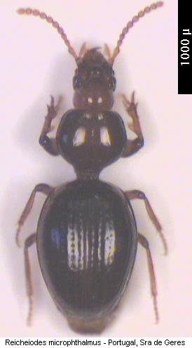 reicheiodes_microphthalmus_hab.jpg