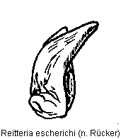 reitteria_escherichi.gif