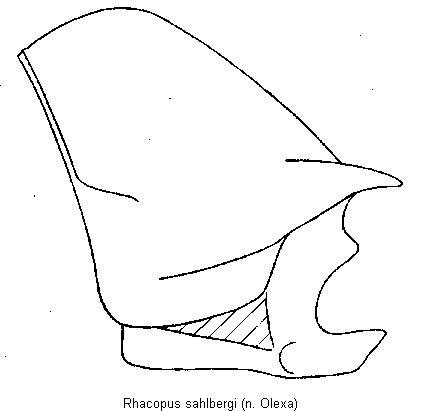 rhacopus_sahlbergi_hsch.gif