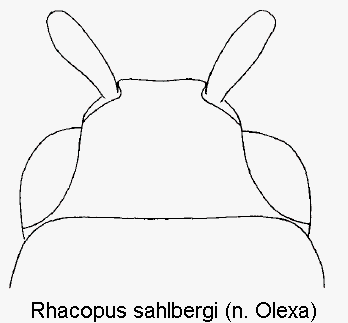 rhacopus_sahlbergi_k.gif