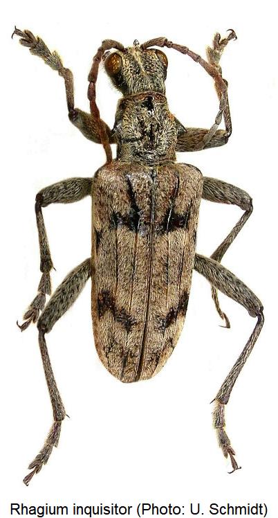 rhagium_inquisitor_hab1.jpg
