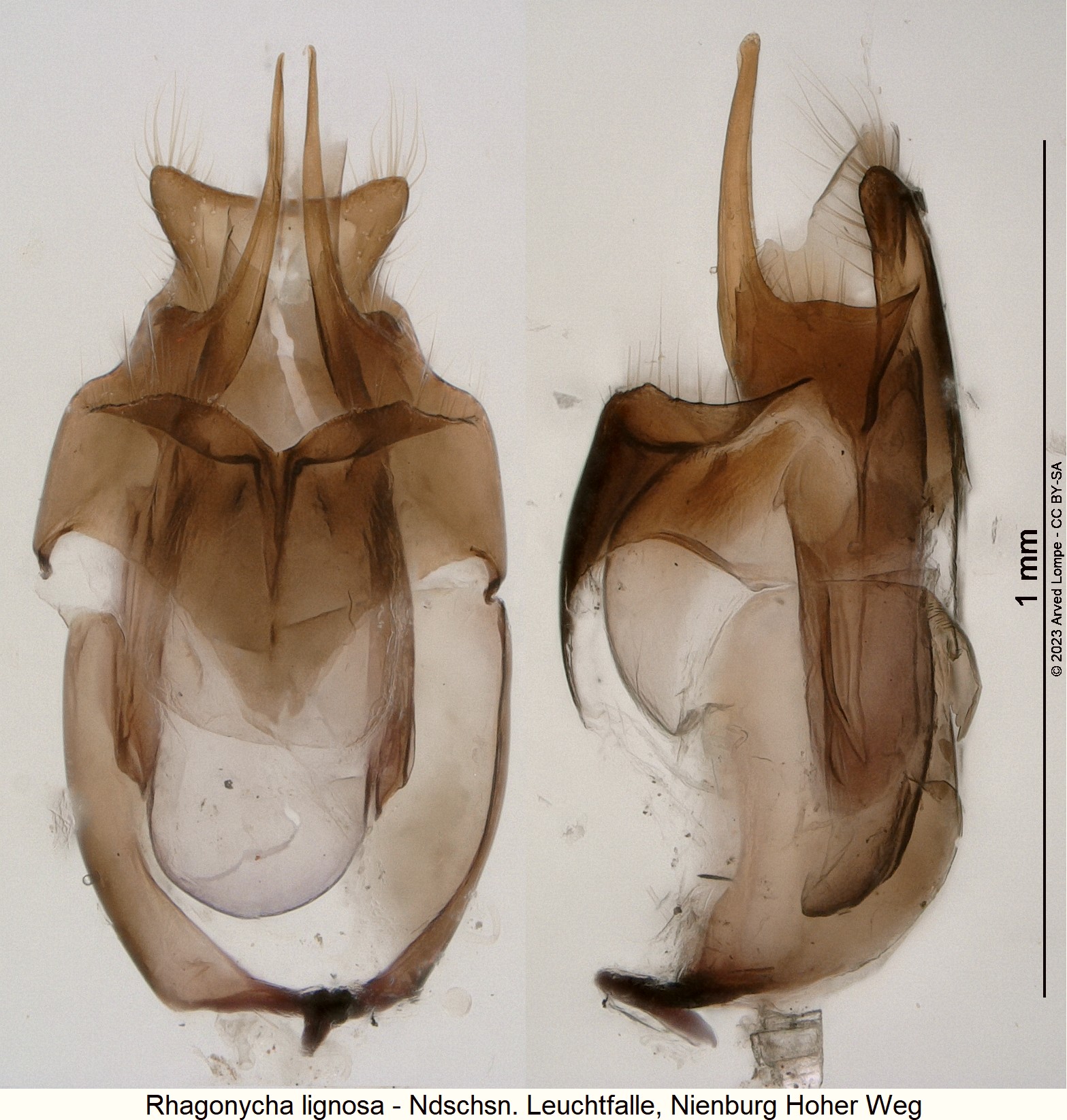rhagonycha_lignosa_ohne_innensack.jpg