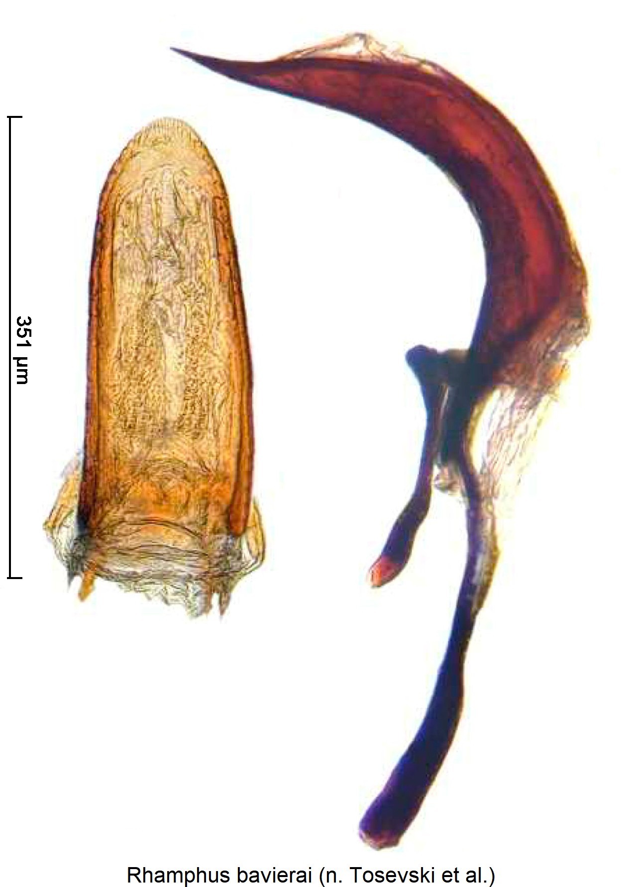 rhamphus_bavierai.jpg