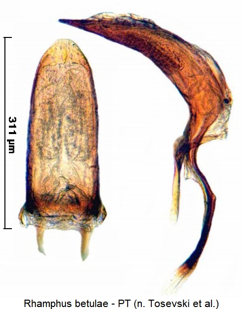 rhamphus_betulae.jpg