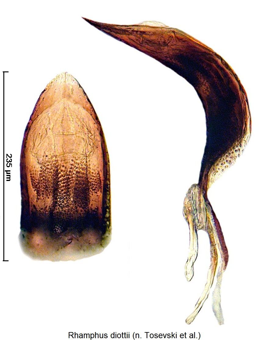 rhamphus_diottii.jpg