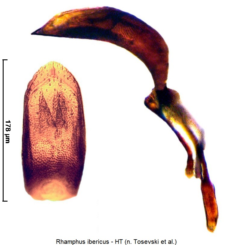 rhamphus_ibericus_orig.jpg