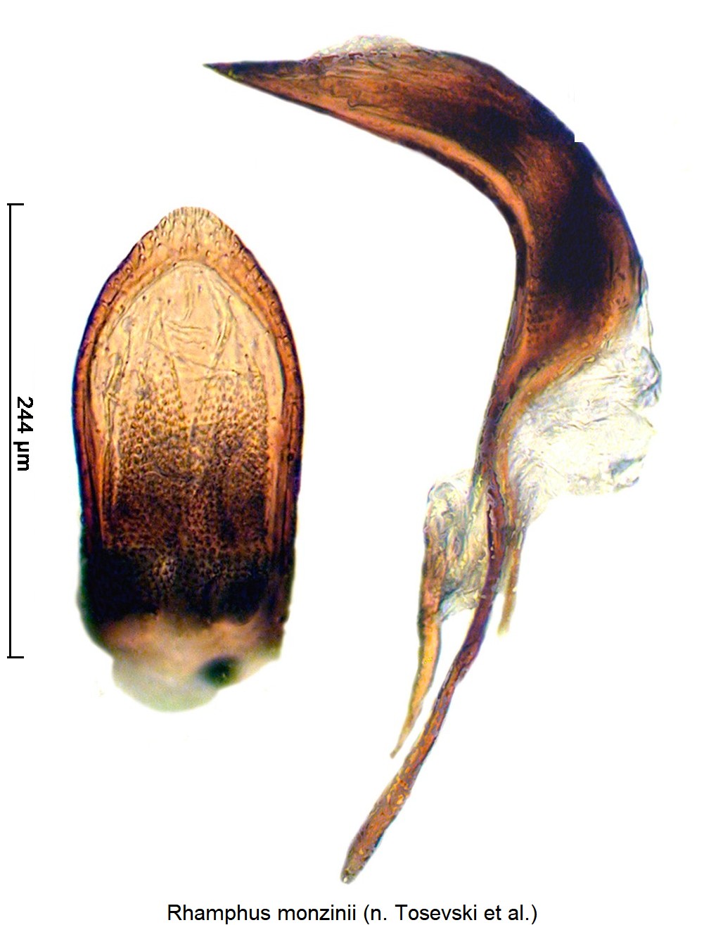 rhamphus_monzinii.jpg