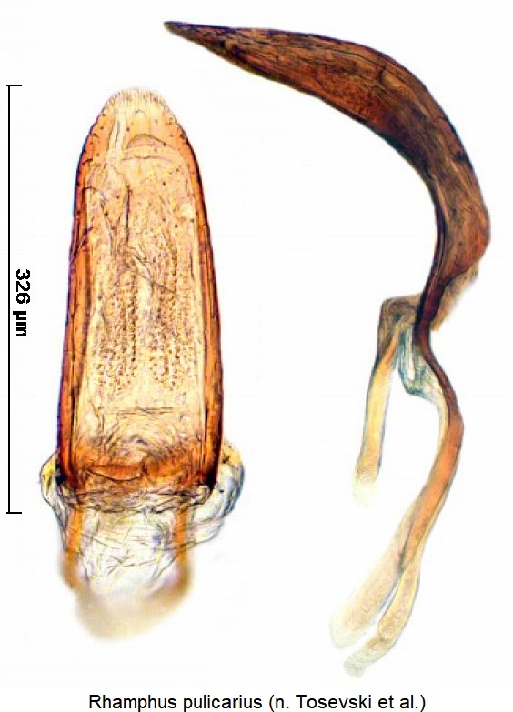 rhamphus_pulicarius..jpg