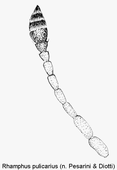 rhamphus_pulicarius_f.gif