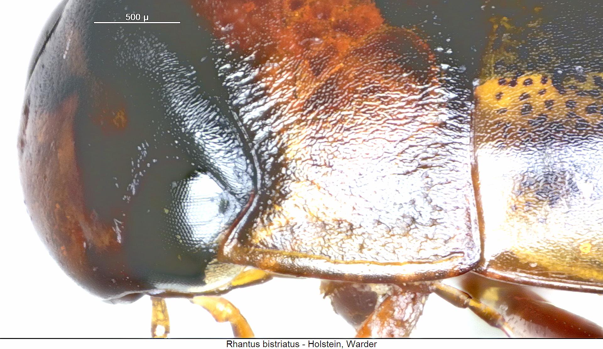 rhantus_bistriatus_hsch.jpg