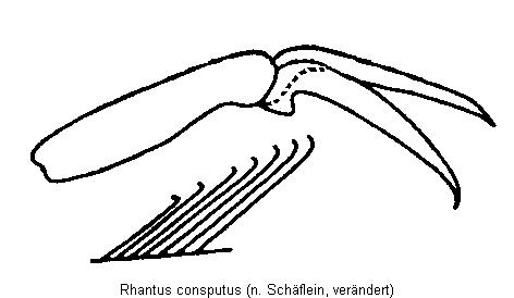 rhantus_consputus_vtr.gif