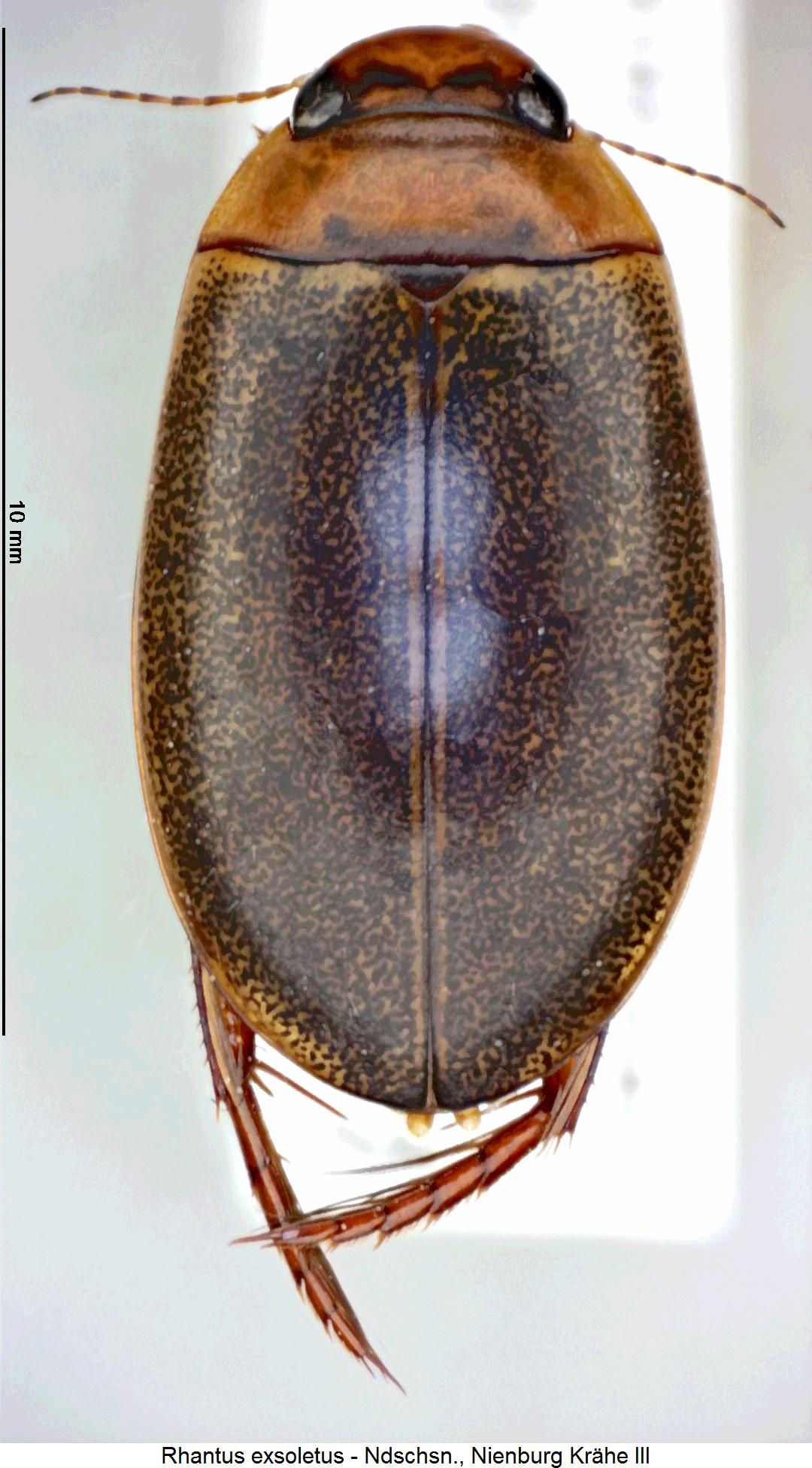 rhantus_exsoletus_hab.jpg
