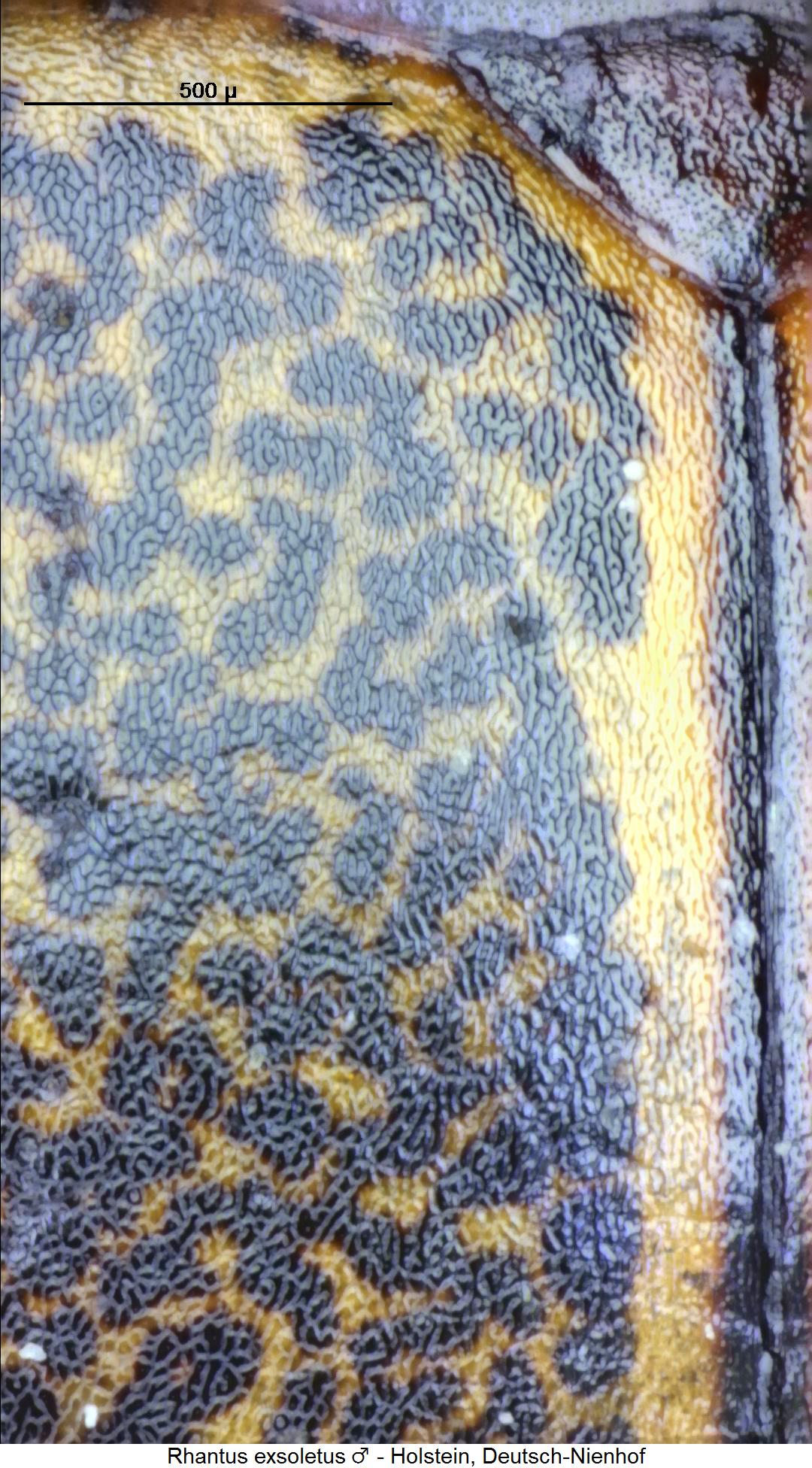 rhantus_exsoletus_ms.jpg