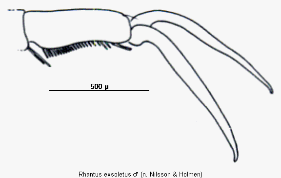 rhantus_exsoletus_vtr.gif