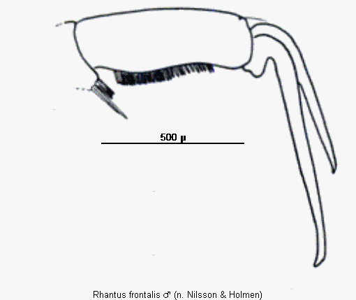 rhantus_frontalis_vtr.gif