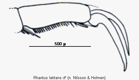 rhantus_latitans_vtr.gif