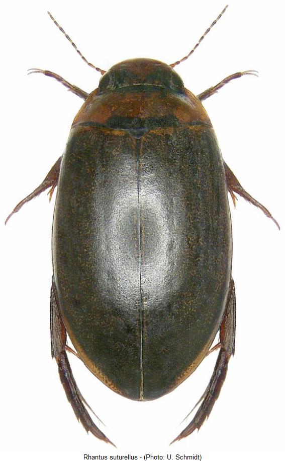 rhantus_suturellus_hab.jpg