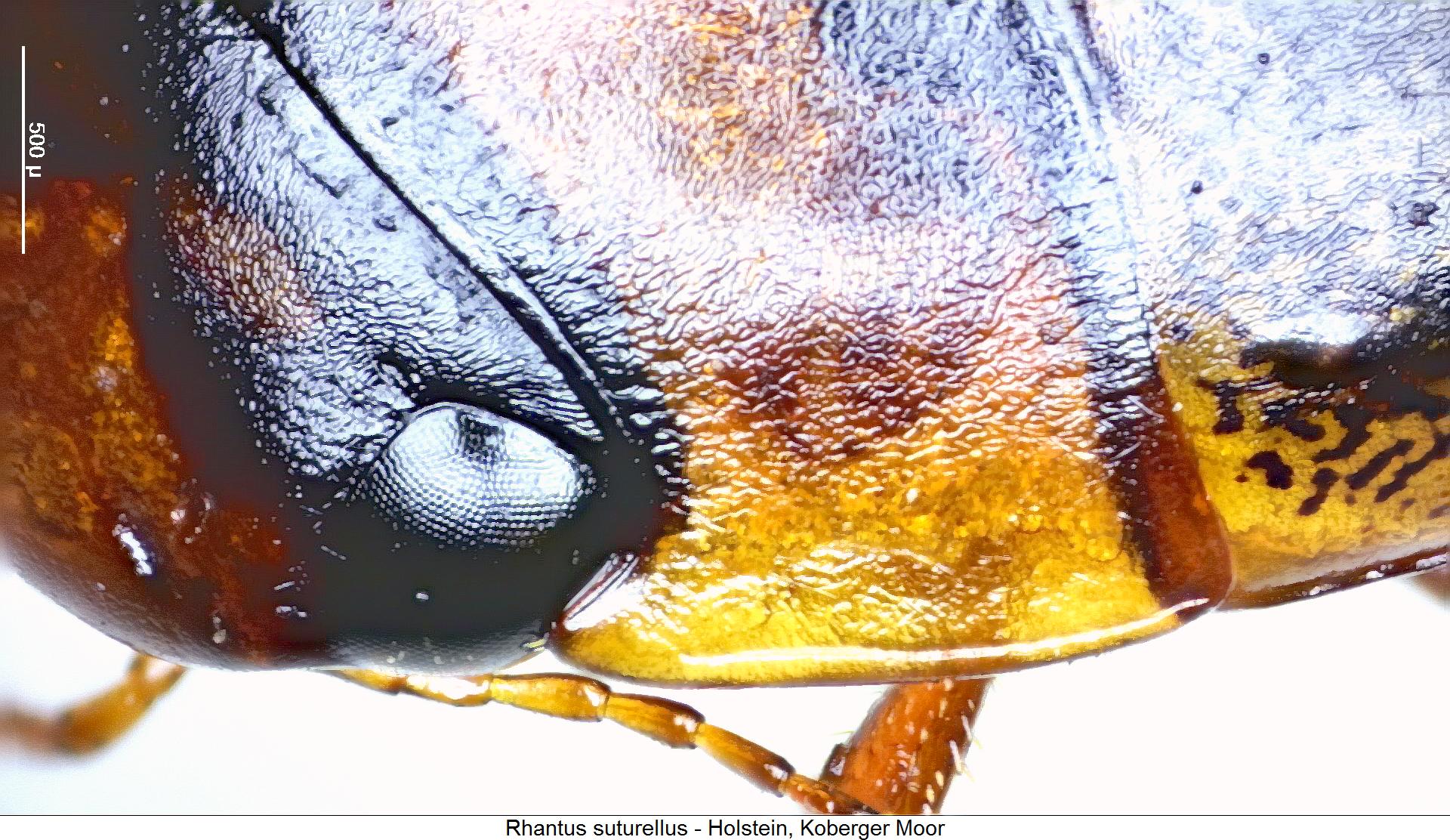 rhantus_suturellus_hsch.jpg