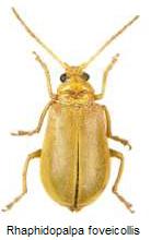 rhaphidopalpa_foveicollis_hab.jpg